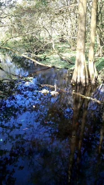 Gators in corkscrew sanctuary смотреть онлайн