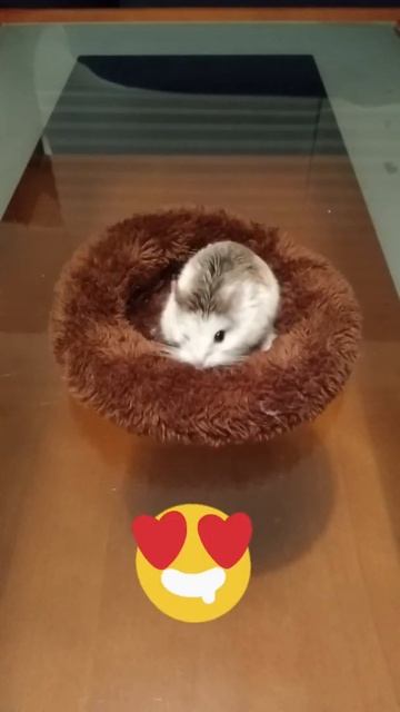Hamster Nest #Shorts смотреть онлайн
