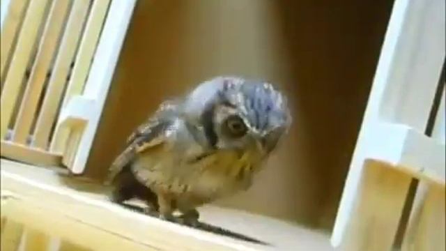 Сова Сява! смотреть онлайн