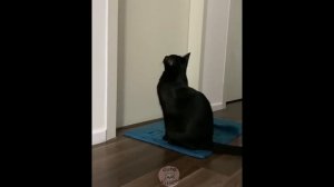 Коты котята кошечки милые котята приколы юмор веселье жизнь угар подборка веселые котики милости