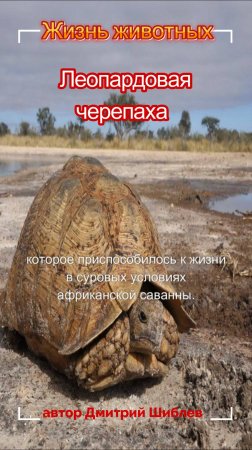 Леопардовая черепаха/Жизнь животных