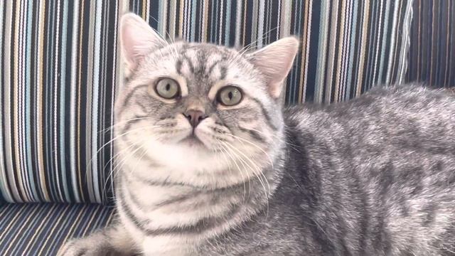 Лайк подрос! Немного не о Лазаревском! смотреть онлайн