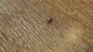 Красивые пауки