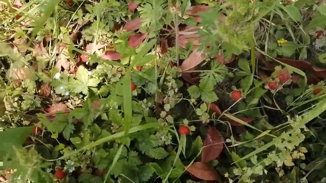 Китайская подделка земляники смотреть онлайн