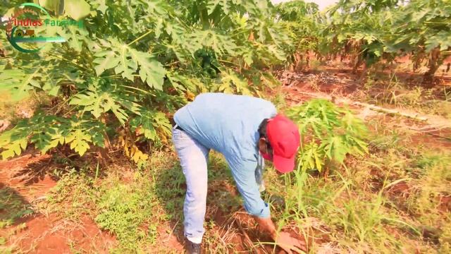 Multi Layer Farming  Food Forest  Natural farming Mix Farming  Organic Farming  SPNF in india