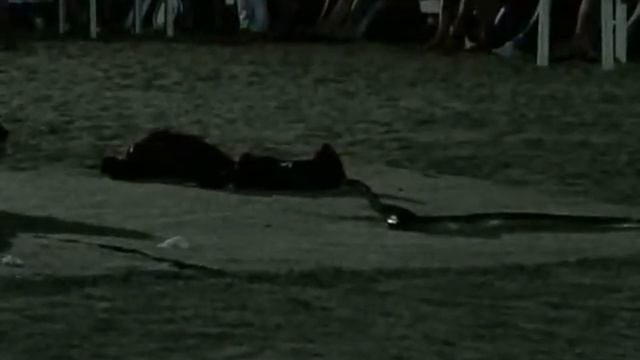 Кобра Шоу!!! смотреть онлайн