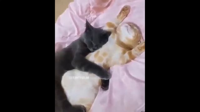 прикольное видео про котов смешно до слез