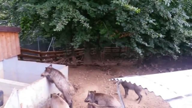 Падения и Неудачи \ Самая смешная Подборка \ ПРИКОЛЫ 2017 #112 смотреть онлайн