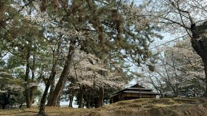 Нара  апрель 2025