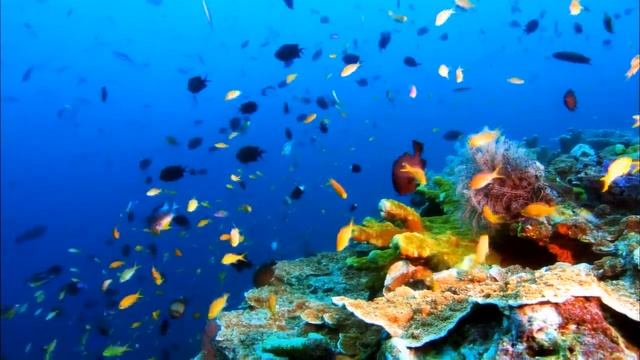 ШОК! ПРОСТО СТРАШНО СМОТРЕТЬ!!! 18+ смотреть онлайн