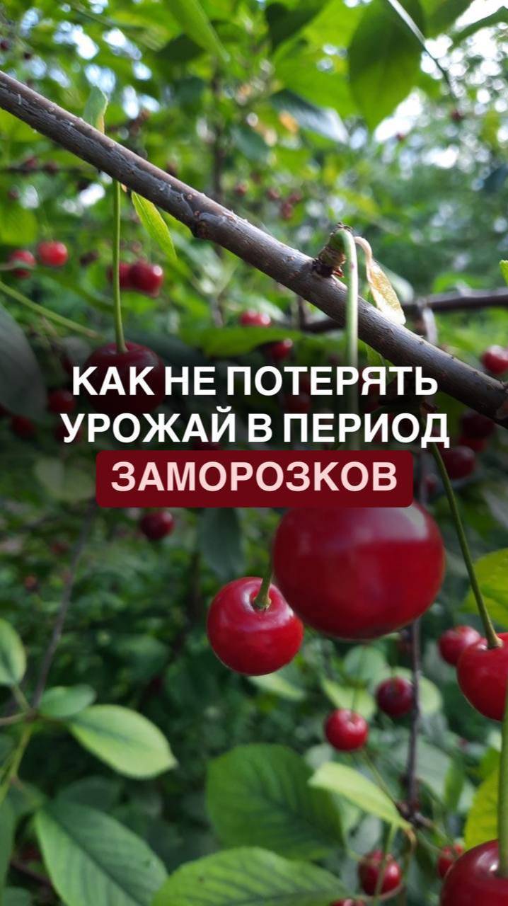 Как не потерять урожай в период заморозков
#обрезка #плодовыедеревья #вишня #огородврадость #огород
