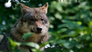 Охотник убил волчицу, а его пес загрыз маленьких волчат! На утро произошло невероятное!