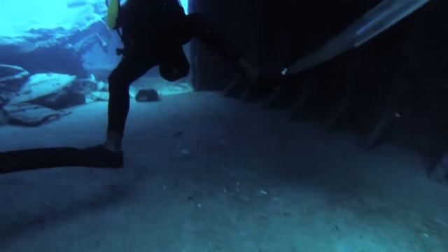 scuba diving In Mauritius, Murena fish about 2 m