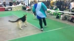 Чемпионат ВЕО СТИВИТ АРМАСТ ТАЙГА