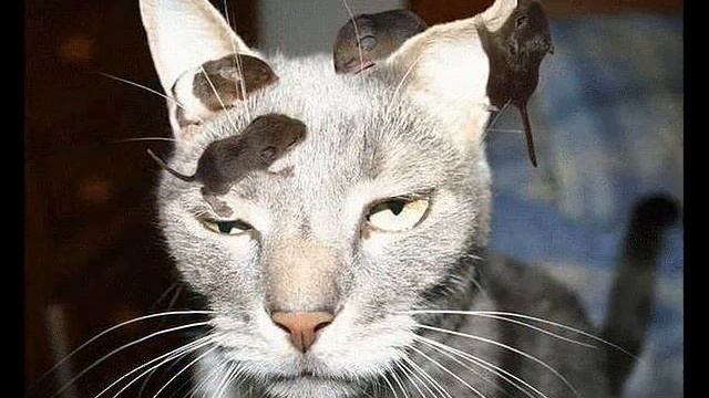 приколы 100 улучшает настроение смотреть онлайн