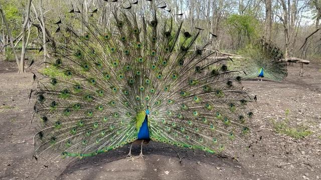 Павлины во всей своей красе