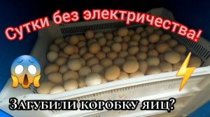 Прерванная инкубация! Стоит ли продолжать? Какие последствия?