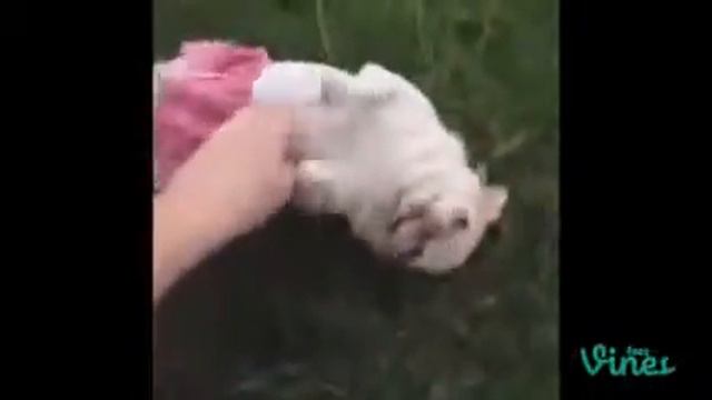 Супер Смех Видео Приколы Курьезы Юмор Прикольно Веселые Животные Топ Лучшие Позитив смотреть онлайн