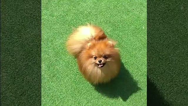 Мой золотой ёжик шпиц померанский 