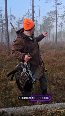 Охота на глухаря 

#hunting #охотник #wildlife #охота #природа #волк #хищник #глухарь