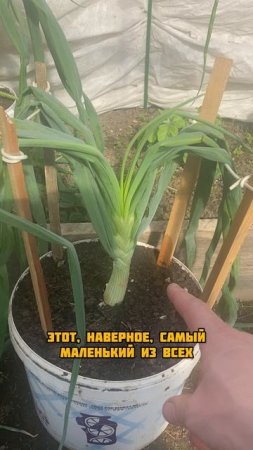 Пересадил гигантский лук 
#гиганты_АМИНОСИЛ_2025
#БуйскиеУдобрения
#средства_защиты_greenbelt
