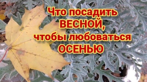 Декоративные растения для вашего сада