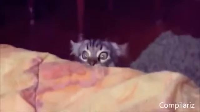 Эти прикольные кошки смотреть онлайн