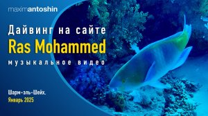 Дайвинг на сайте Ras Mohammed. Sharm-el-Sheikh. 2 января 2025. Музыкальное видео