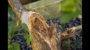 Morus Nigra (Black mulberry) - bonsai progression 2013-2015