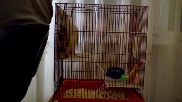Крыса забавно просится гулять / Rat wants to take a walk. Funny