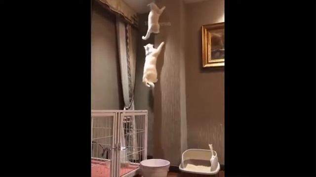 ПРИКОЛЫ С КОТАМИ СМЕШНЫЕ КОТЫ ТОПовая ПОДБОРКА