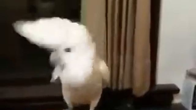 Попугай танцует смотреть онлайн