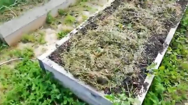 Посадка картошки в теплую грядку. смотреть онлайн