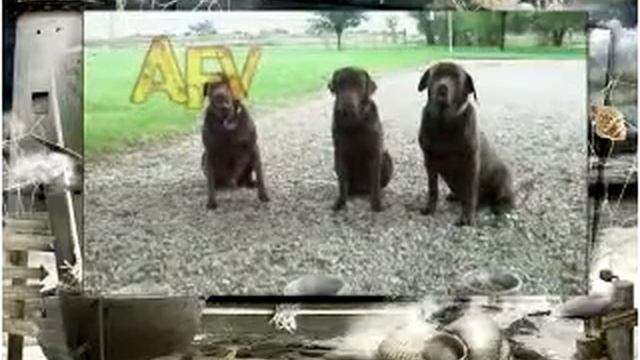 Смешные собаки Прикольные три собачки смотреть онлайн