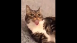 СМЕШНЫЕ КОТЫ приколы с котами до слез 2020 – Смешные кошки – Funny Cats 2020