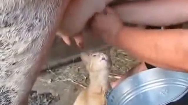 Кот Матроскин.Моя корова. смотреть онлайн