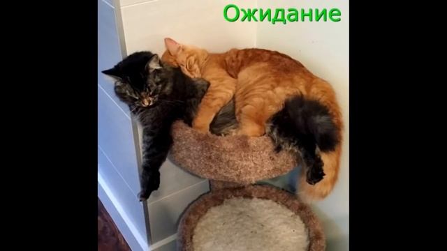 Смешные кошки Приколы про котов и кошек (Ожидание и реальность) - МатроскинТВ смотреть онлайн