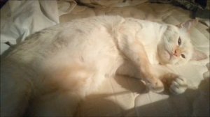 Кот Беляш и музыка пробуждения