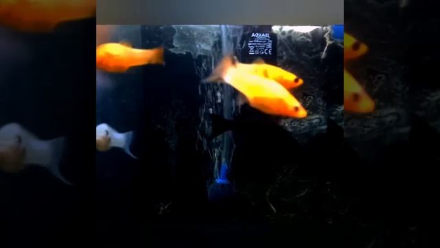 5 рыбок, для начинающих аквариумистов смотреть онлайн