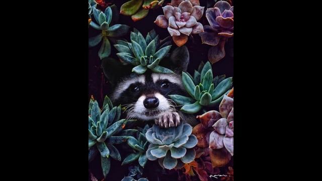 Сюрреализм:еноты