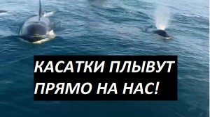 Косатки снова в заливе Анива в туре на маяк Анива