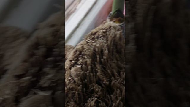 последний цветочек