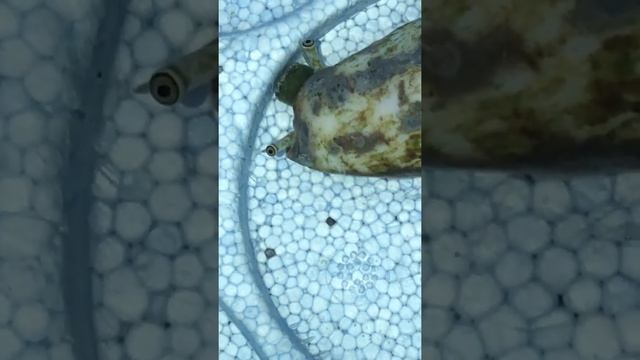Aqua one mini reef 120. Conch snail eyeballs смотреть онлайн