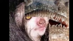 УЖАСНЫЕ ЖИВОТНЫЕ