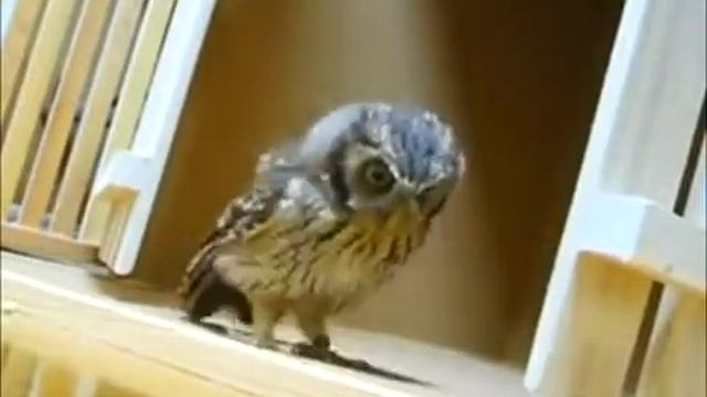 Сова Сява!!! Ржака.