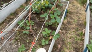 Виноград,🍇🍇🍇 после заморозков.30.04.25 Нижний Тагил