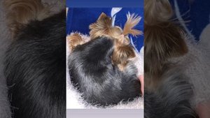 йоркширский терьер/йорк/жизнь йоркширского терьера