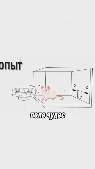 Крысы научились различать рислинг и совиньон по запаху — а ты бы справился?
