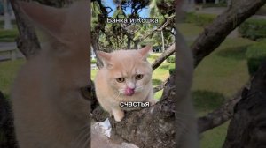 Анекдот про кота | Сборник Свежий Анекдотов | Юмор #анекдот #кот #юмор #прикол