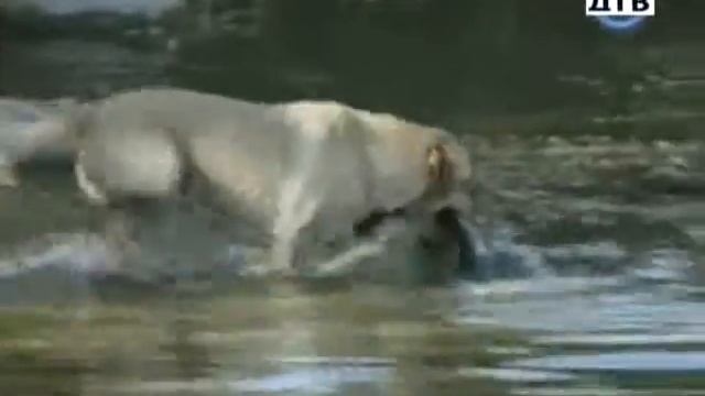 Прикол клевое видео онлайн приколы смотреть онлайн